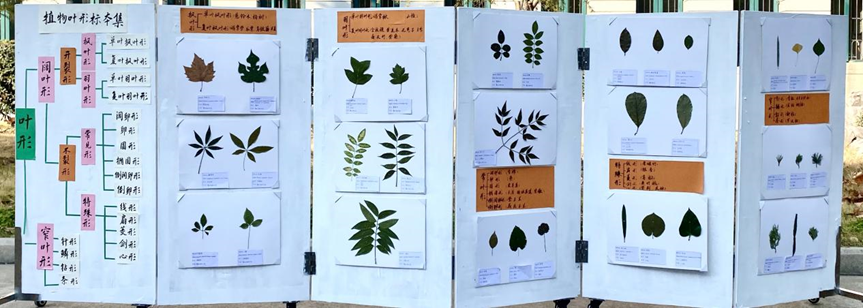 大学生植物标本大赛图片